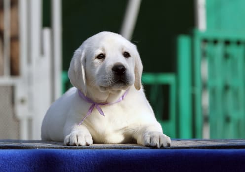 nice little labrador puppy on a blue background