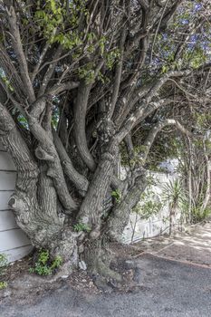 Big African unique and multi-stemmed tree in Cape Town, South Africa.