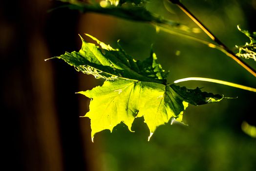 maple leaf in autumnal colors in back-light