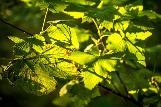 maple leaf in autumnal colors in back-light