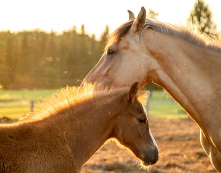A young man in a pen with his mother mare walks in the evening sun