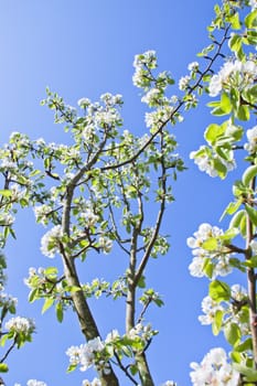 The spring, the blue sky, apple-tree costs in colours