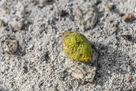 Rotten and stunted little lemon lies on the ground in Cape Town, South Africa.