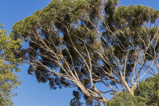 Big African tree and blue sky in Cape Town, South Africa