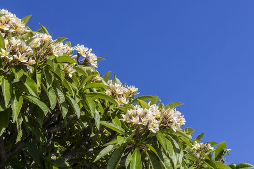 Plumeria shrub with white, yellow flowers. Beautiful plants from the south.