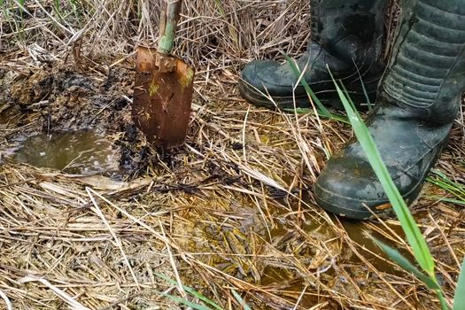 A man in rubber boots digs a shovel pit in a swamp. Finding water.