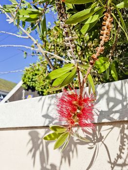 Bottlebrush Callisteon beautiful hedge plant in Cape Town.