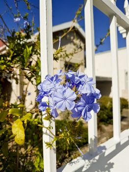 Beautiful blue flowers look out of garden fence in South Africa.