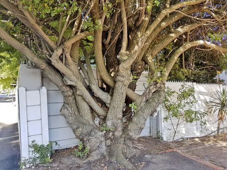 Big African unique and multi-stemmed tree in Cape Town, South Africa.