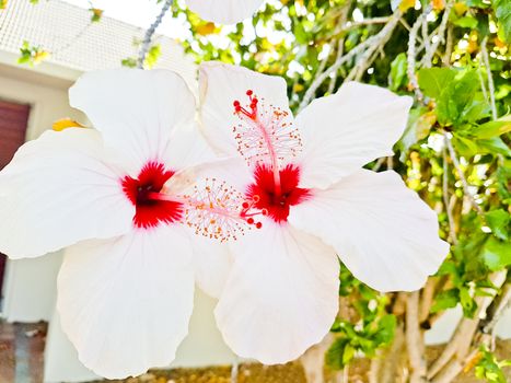 Hibiscus with white and pink flowers from South Africa