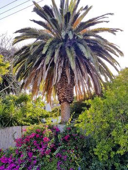 Beautiful South African garden with palm trees in Claremont, Cape Town.