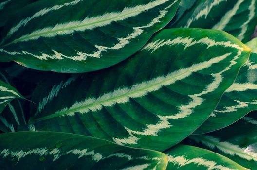 Leaves Calathea ornata pin stripe background blue