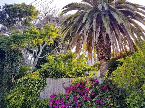 Beautiful South African garden with palm trees in Claremont, Cape Town.