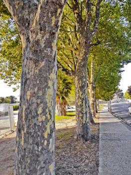 Park trees with orange yellow bark in Cape Town.