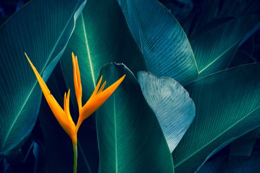 tropical leaves colorful flower on dark tropical foliage nature background dark green foliage nature