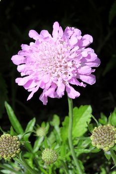 Scabious 'Kingfisher Blue' a common perrenial garden flower plant growing throughout spring summer and autumn