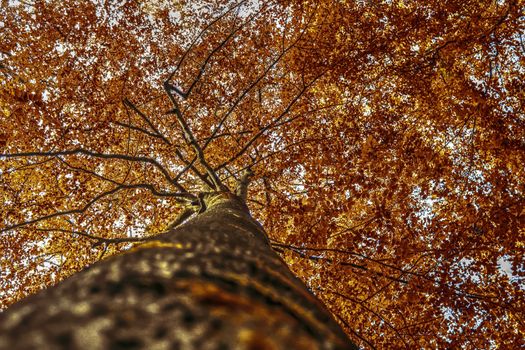 Beautiful panorama view on a golden autumn landscape in the middle of october