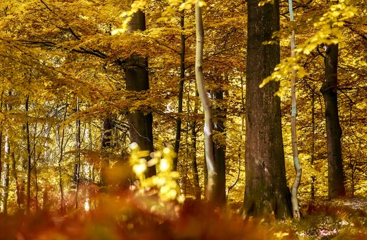 Beautiful panorama view on a golden autumn landscape in the middle of october