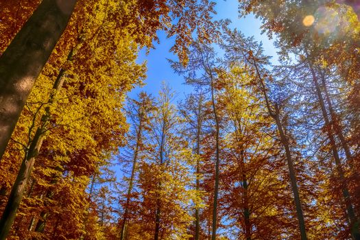 Beautiful panorama view on a golden autumn landscape in the middle of october