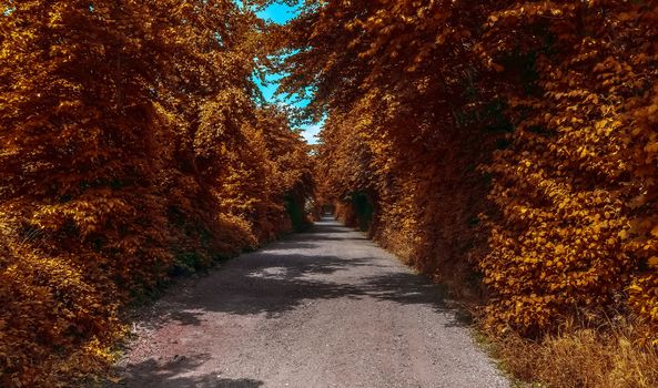 Beautiful panorama view on a golden autumn landscape in the middle of october