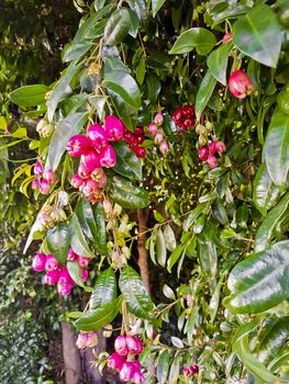 Pink fruits, seeds, flowers or buds in the parks and gardens of South Africa.