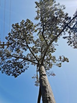 Treetop of a giant African tree in the park, Cape Town, South Africa.