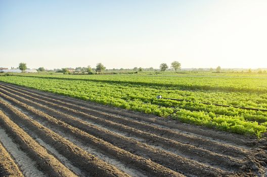 Landscape of a farm plantation field. Juicy greens of potato and carrot tops. Land processing and cultivation. Agroindustry and agribusiness. European organic farming. Growing food. Root tubers.