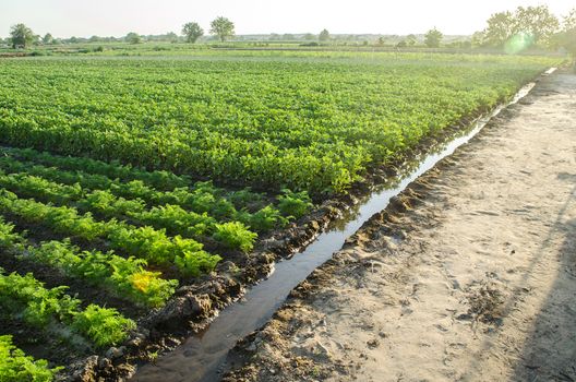 Watering plantation landscape of green carrot and potato bushes. Growing food on the farm. Growing care and harvesting. Agroindustry and agribusiness. Root tubers. Agronomy. European organic farming.