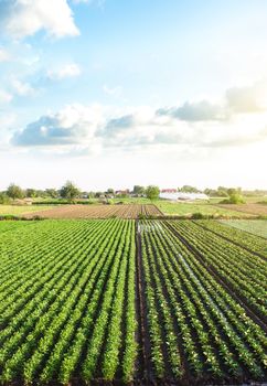 Plantation landscape of green potato bushes. Agroindustry and agribusiness. European organic farming. Growing food on the farm. Growing care and harvesting. Beautiful countryside farmland. Aerial view