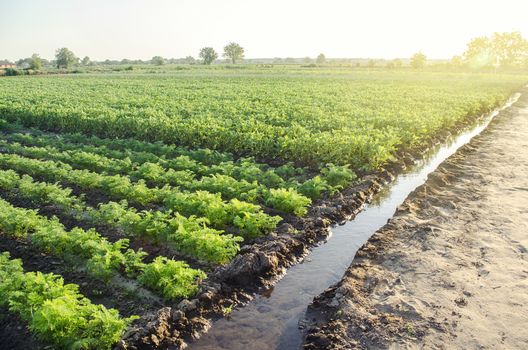 Watering plantation landscape of green carrot and potato bushes. Agroindustry and agribusiness. Root tubers. Agronomy. European organic farming. Growing food on the farm. Growing care and harvesting.