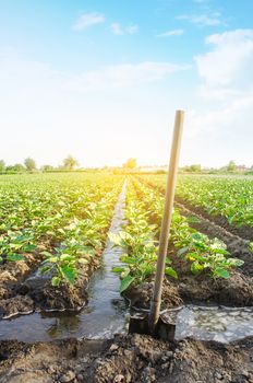 Management of watering process of eggplant plantation by irrigation canals system. European farm, farming. Caring for plants, growing food. Agriculture and agribusiness. Agronomy. Rural countryside