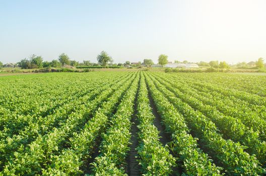 Plantation landscape of green potato bushes. Agroindustry and agribusiness. European organic farming. Growing food on the farm. Growing care and harvesting. Root tubers. Beautiful countryside farmland