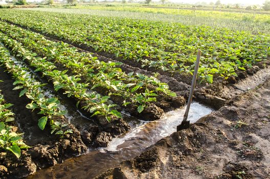 Watering the plantation of young eggplant seedlings through irrigation canals. Agronomy. Rural countryside. European farm, farming. Caring for plants, growing food. Agriculture and agribusiness.