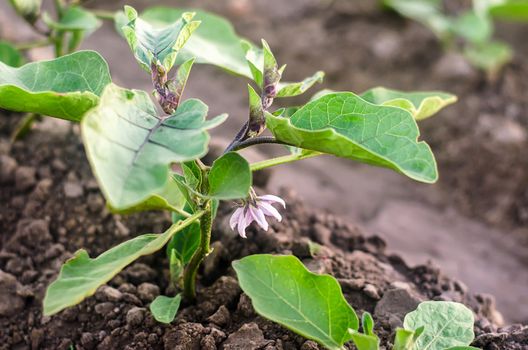 Young seedlings of eggplant plants on farm field plantation. Solanum melongena L. Agroindustry and agribusiness. European organic farming. Growing food. Blooming pink flower. Selective focus