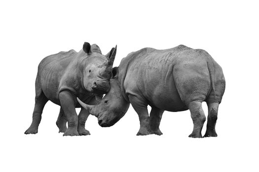 Two rhinoceros fighting cut out and isolated on a white background black and white monochrome image