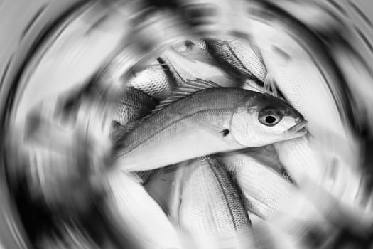 Black and white fresh fish recently caught in a bucket with a radial blur