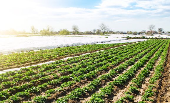 Farm agricultural field of plantation of young Riviera variety potato bushes. Agroindustry and agribusiness. Agriculture, growing food vegetables. Cultivation and care, harvesting in late spring.
