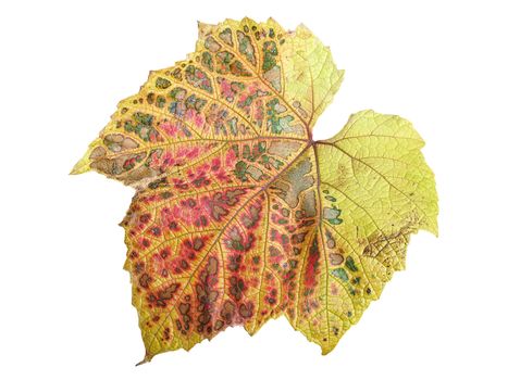 Vine leaf in autumn fall colour cut out and isolated on a white background 