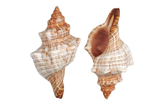 A pair of Conch shells on white background with clipping path