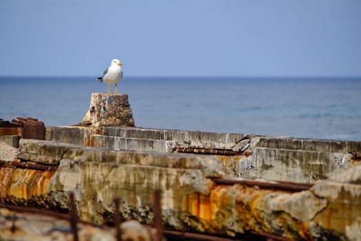 Seagull perched in the port area