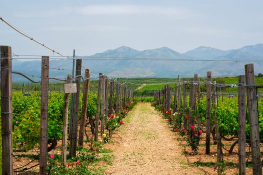 Wineyard with grape rows with roses serving as plant health indicators. Crete island, Greece