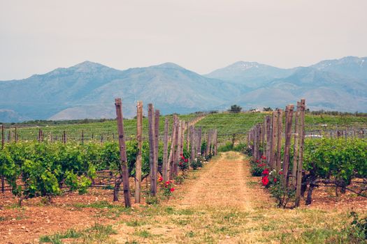 Wineyard with grape rows with roses serving as plant health indicators. Crete island, Greece