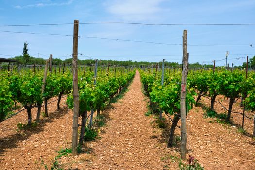 Wineyard with grape rows. Crete island, Greece