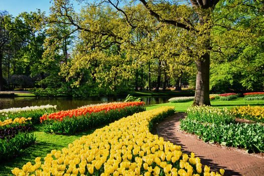 Blooming pink tulips flowerbeds in Keukenhof flower garden, also known as the Garden of Europe, one of the world largest flower gardens and popular tourist attraction. Lisse, the Netherlands.