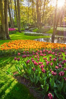 Keukenhof flower garden with blooming tulip flowerbed - one of the world's largest flower gardens on sunset. Lisse, the Netherlands.