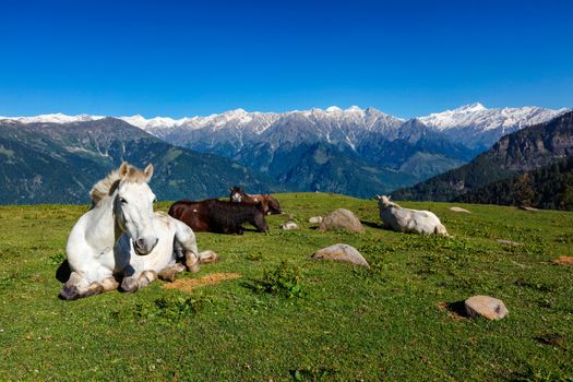 Horses grazing in Himalayas mountains. Himachal Pradesh, India