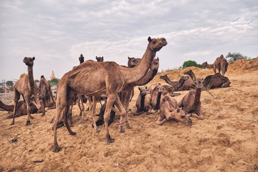 Camels at Pushkar Mela Pushkar Camel Fair famous tourist attraction in Pushkar, Rajasthan, India