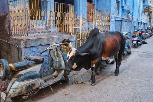 Cow in the street of India. Cow is a holy sacred animal in India. Jodhpur, Rajasthan, India