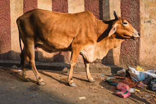 Cow in the street of India. Cow is a holy sacred animal in India. Jodhpur, Rajasthan, India