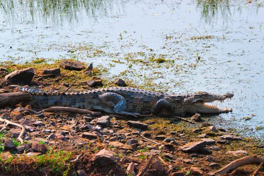 Snub Nosed Marsh Crocodile mugger crocodile (Crocodylus palustris) is a crocodilian native to freshwater in India. Ranthambore National Park, Rajasthan, India